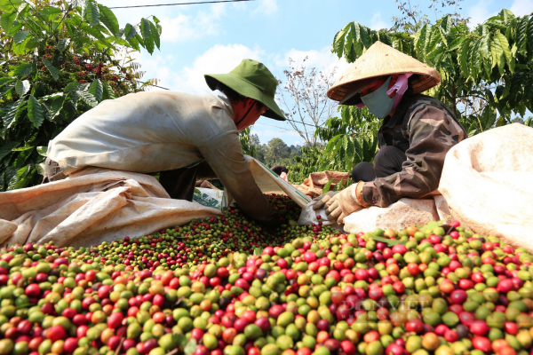 Các vùng trồng cà phê nổi tiếng ở Việt Nam.